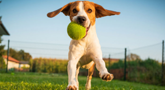 Dog Boarding in Chennai