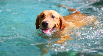 Dog Swimming Pool in Chennai