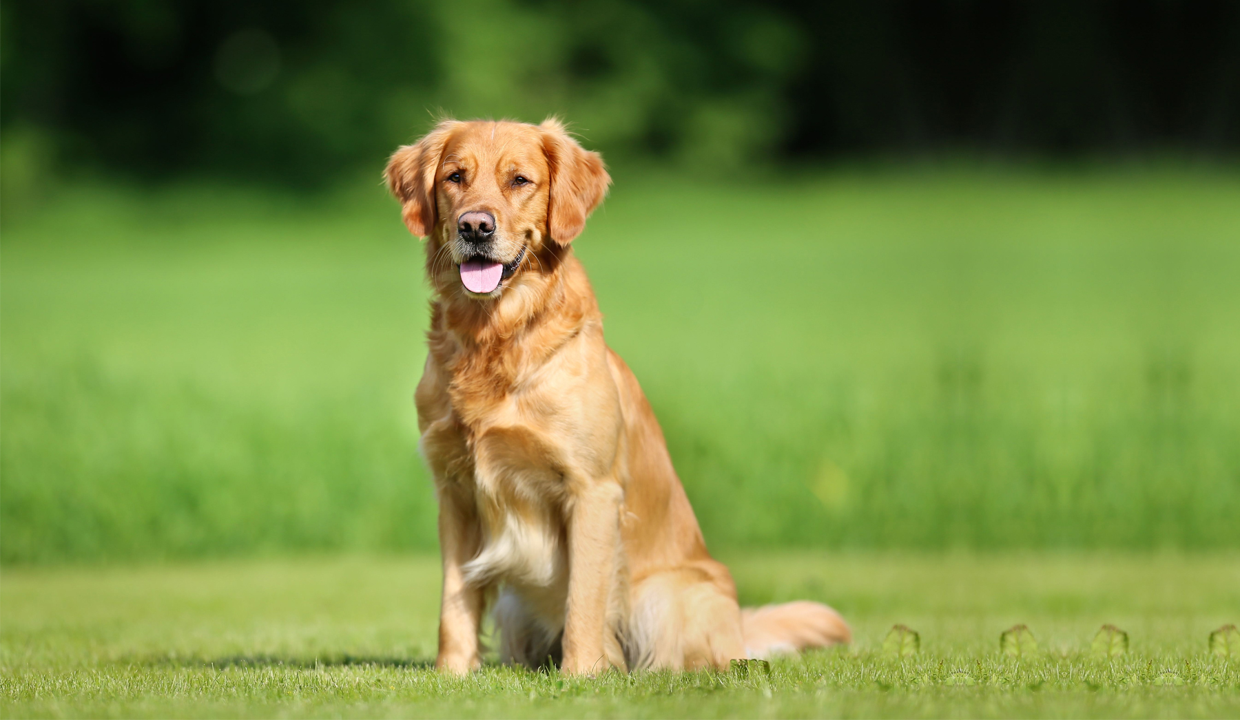 Dog Boarding Centre in Chennai