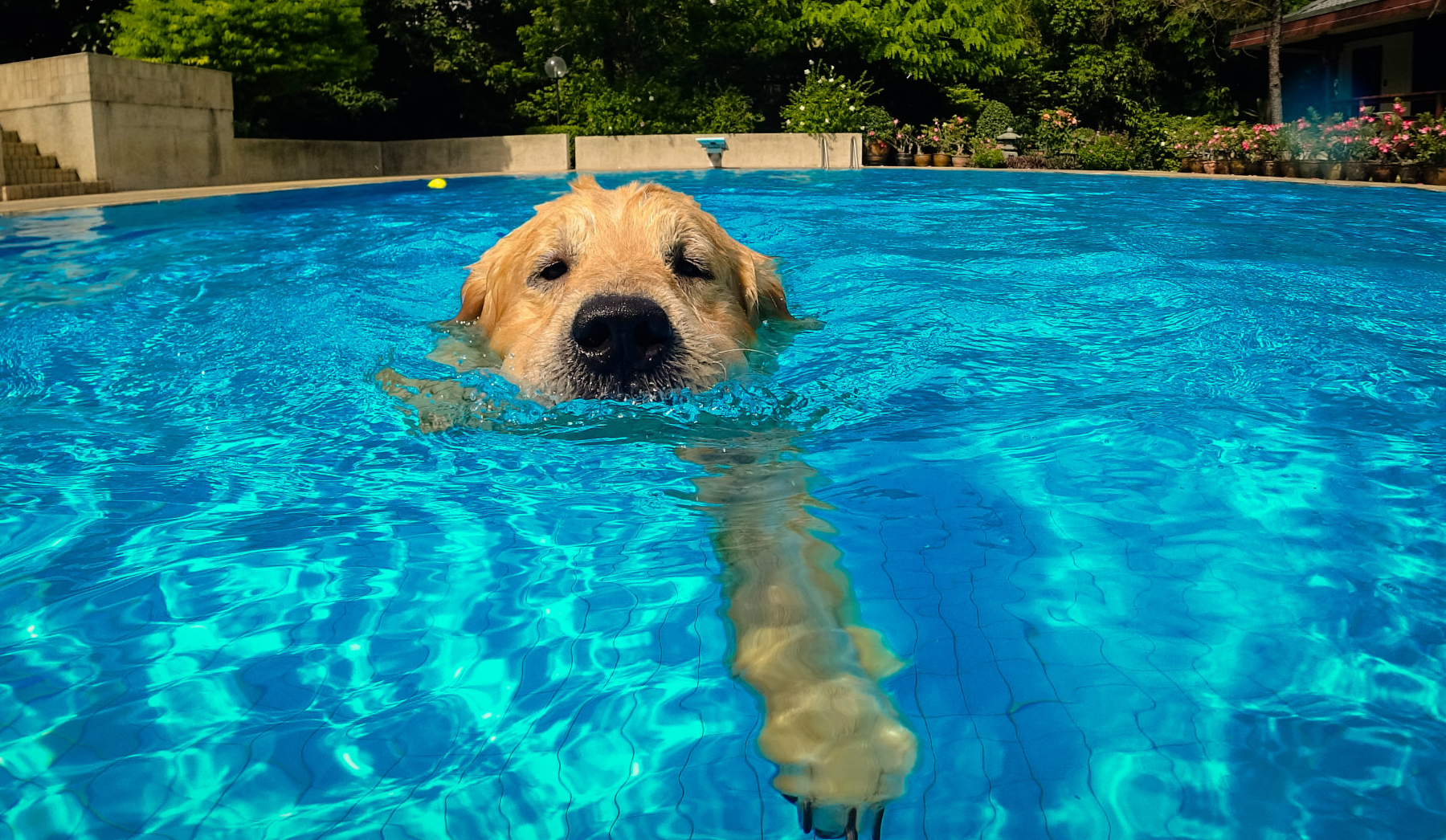 Dog Swimming Pool in Chennai